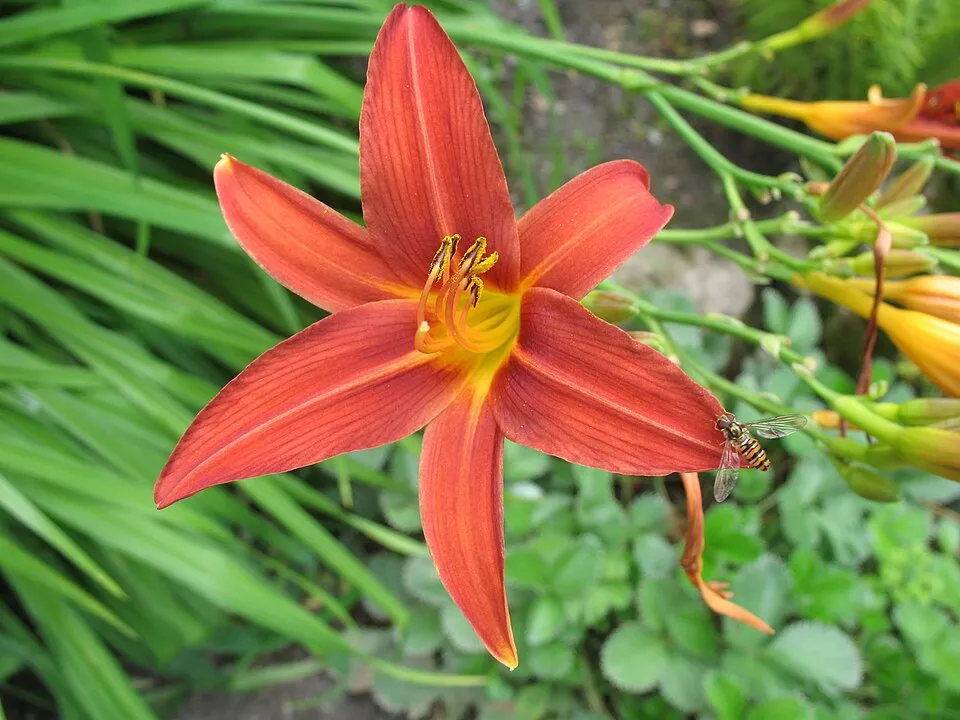Sásliliom / Hemerocallis 'Sammy Russell'