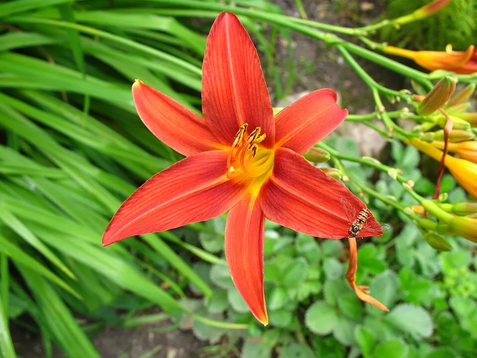 Sásliliom / Hemerocallis 'Sammy Russell'