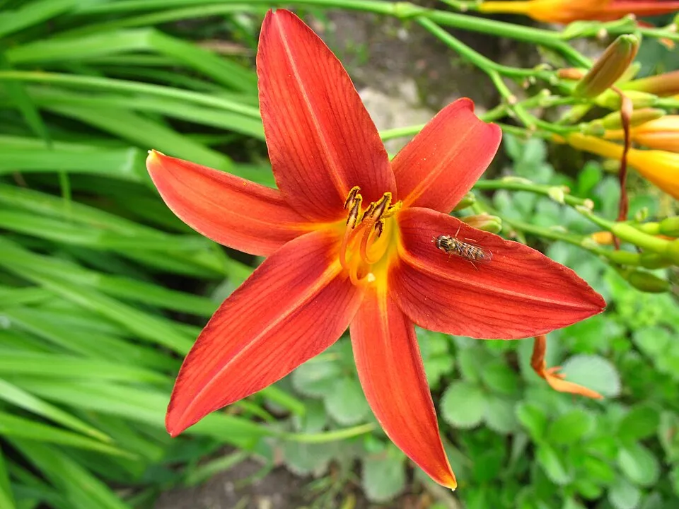 Sásliliom / Hemerocallis 'Sammy Russell'