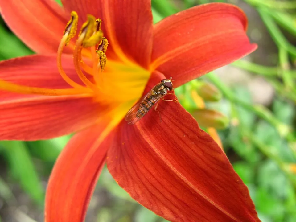 Sásliliom / Hemerocallis 'Sammy Russell'