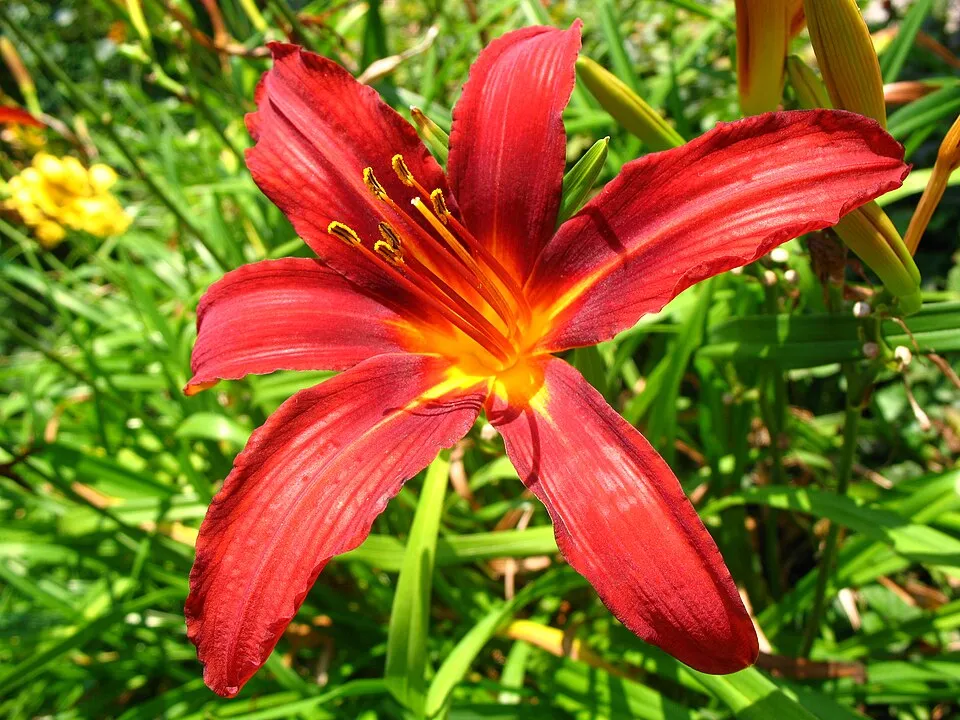 Sásliliom / Hemerocallis 'Sammy Russell'