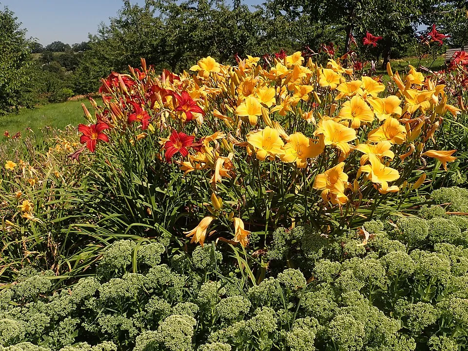 Sásliliom / Hemerocallis 'Signal'