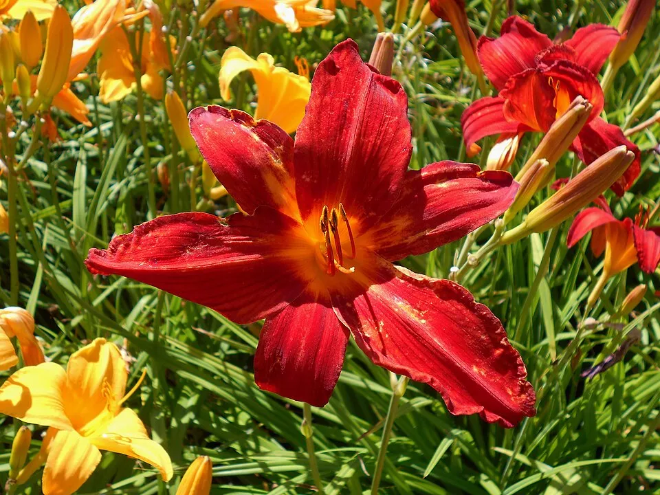 Sásliliom / Hemerocallis 'Signal'