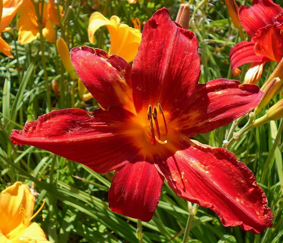Sásliliom / Hemerocallis 'Signal'