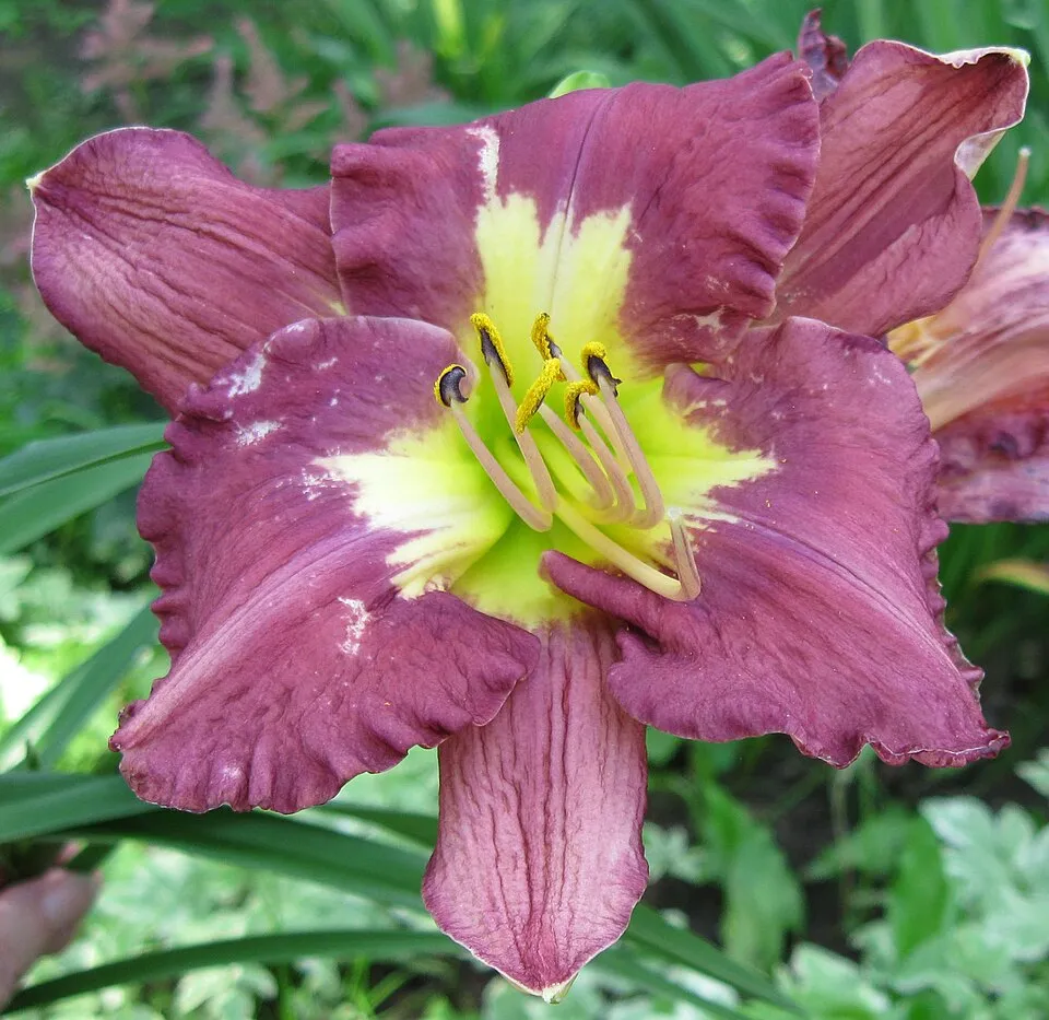 Sásliliom / Hemerocallis 'Silent Sentry'