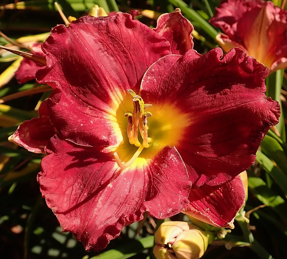Sásliliom / Hemerocallis SILOAM 'Paul Watts'