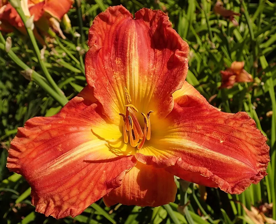 Sásliliom / Hemerocallis SILOAM 'Red Royal'