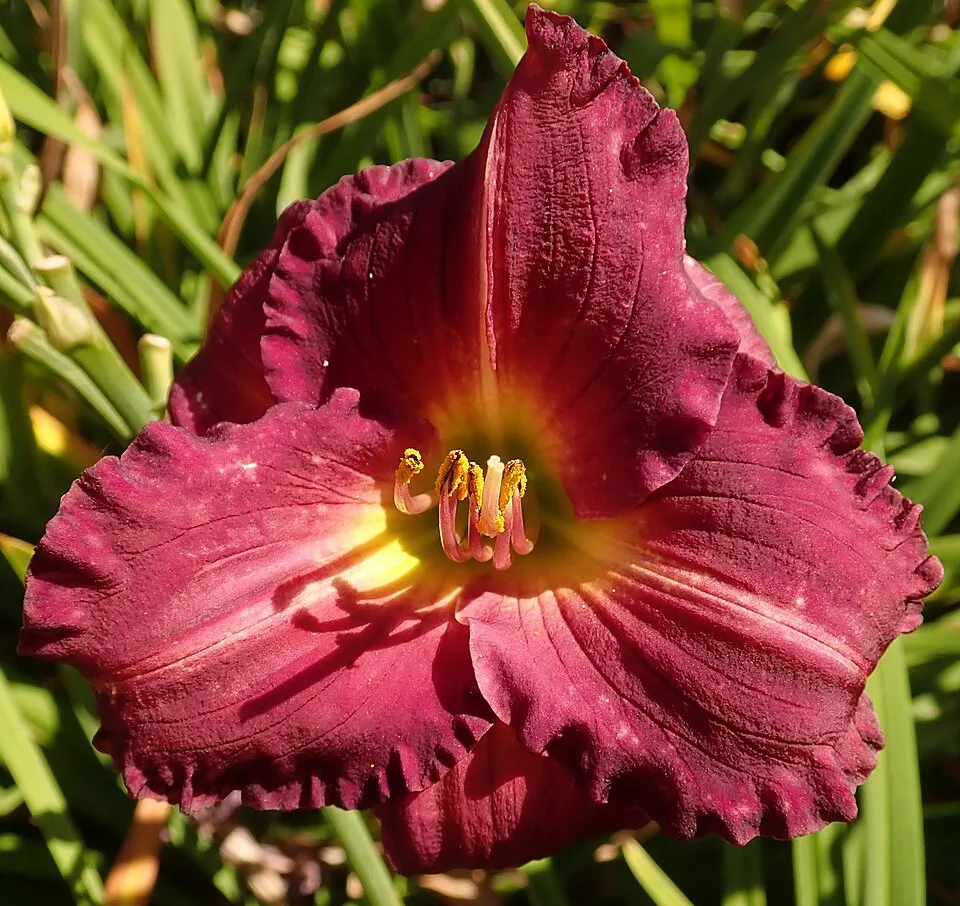 Sásliliom / Hemerocallis SILOAM 'Royal Prince'