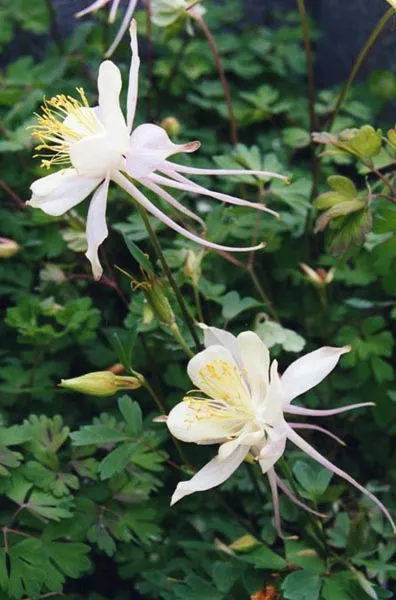 Kék harangláb / Aquilegia caerulea SPRING MAGIC® 'Navy & White'