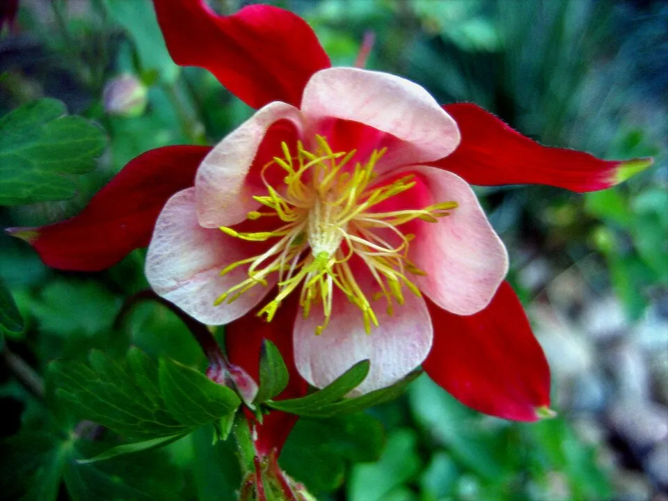 Kék harangláb / Aquilegia caerulea SPRING MAGIC® 'Navy & White'