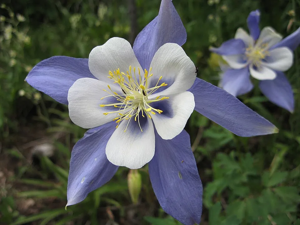 Kék harangláb / Aquilegia caerulea SPRING MAGIC® 'Navy & White'