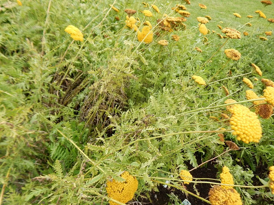 Jószagú cickafark / Achillea filipendulina 'Cloth of Gold'