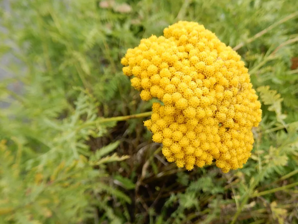 Jószagú cickafark / Achillea filipendulina 'Cloth of Gold'