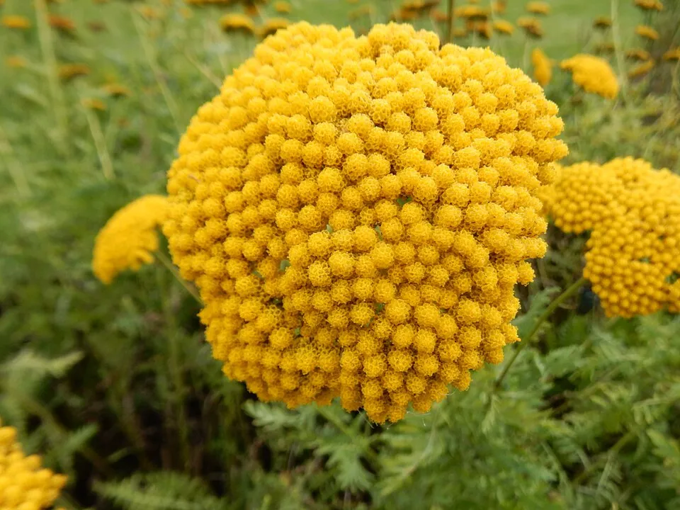 Jószagú cickafark / Achillea filipendulina 'Cloth of Gold'