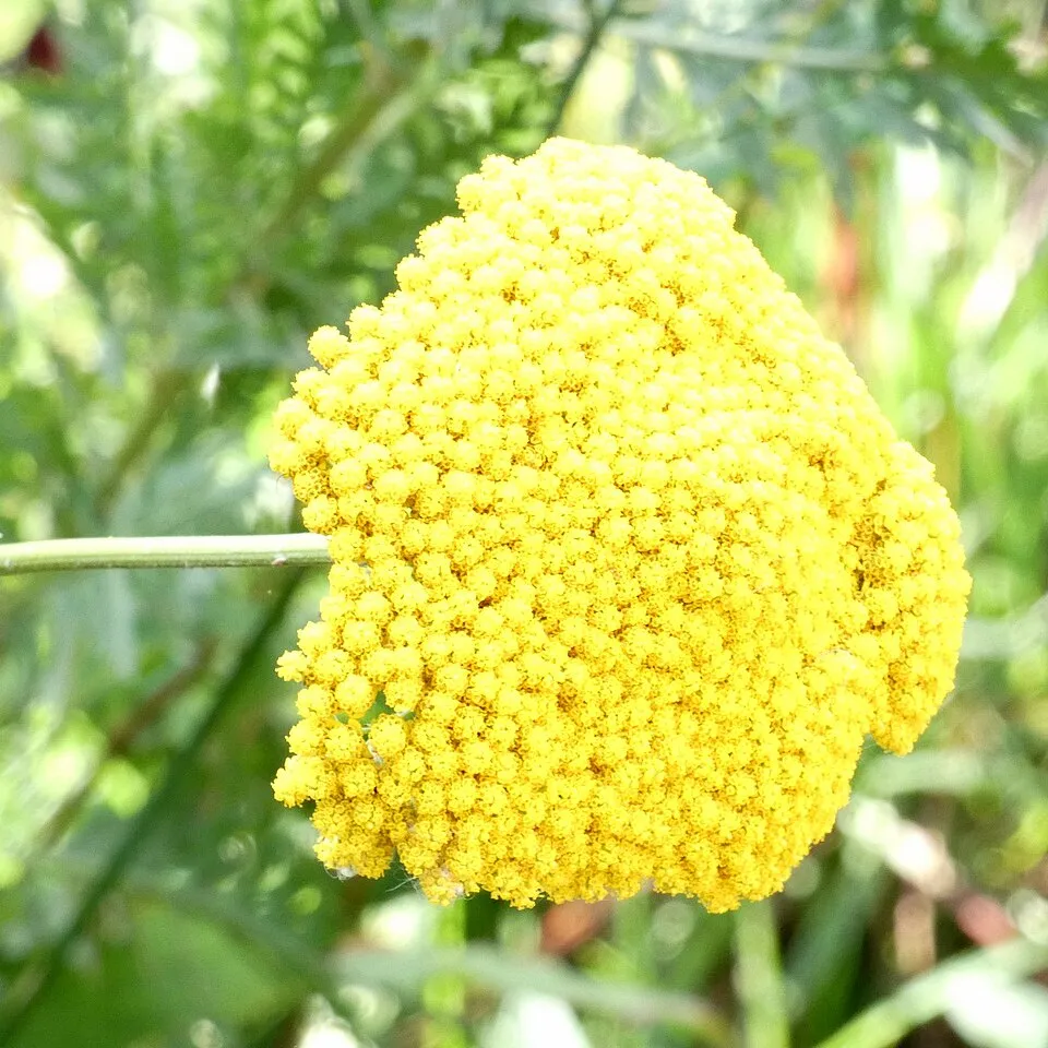 Jószagú cickafark / Achillea filipendulina 'Cloth of Gold'