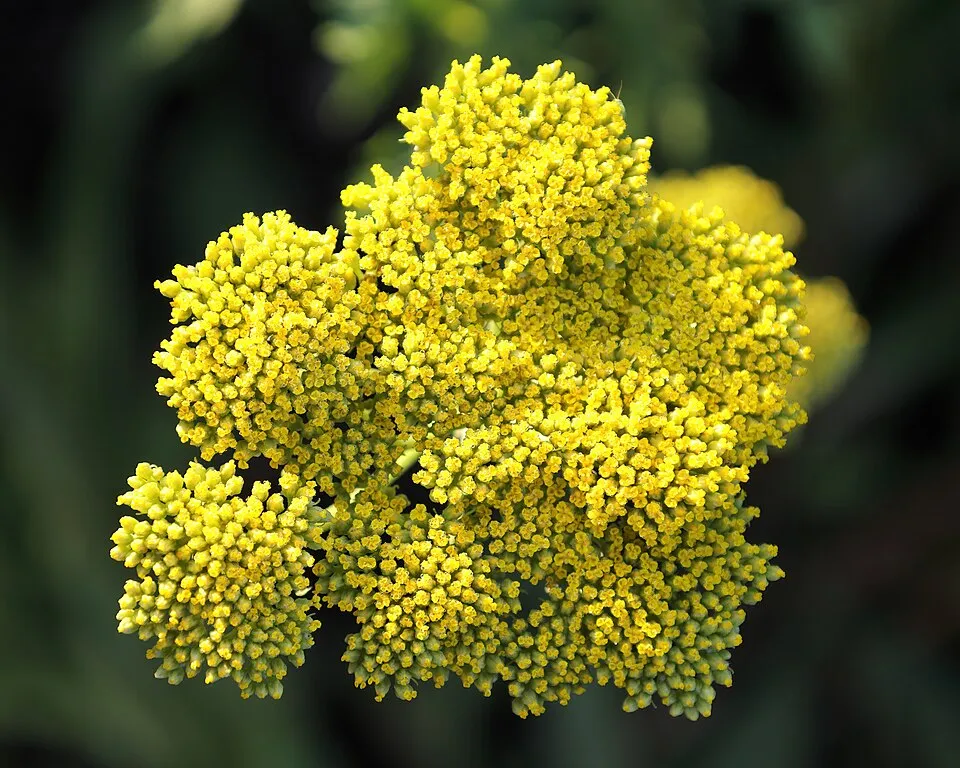 Jószagú cickafark / Achillea filipendulina 'Cloth of Gold'