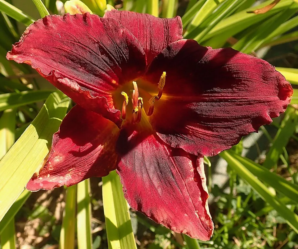 Sásliliom / Hemerocallis SILOAM 'Show Girl'