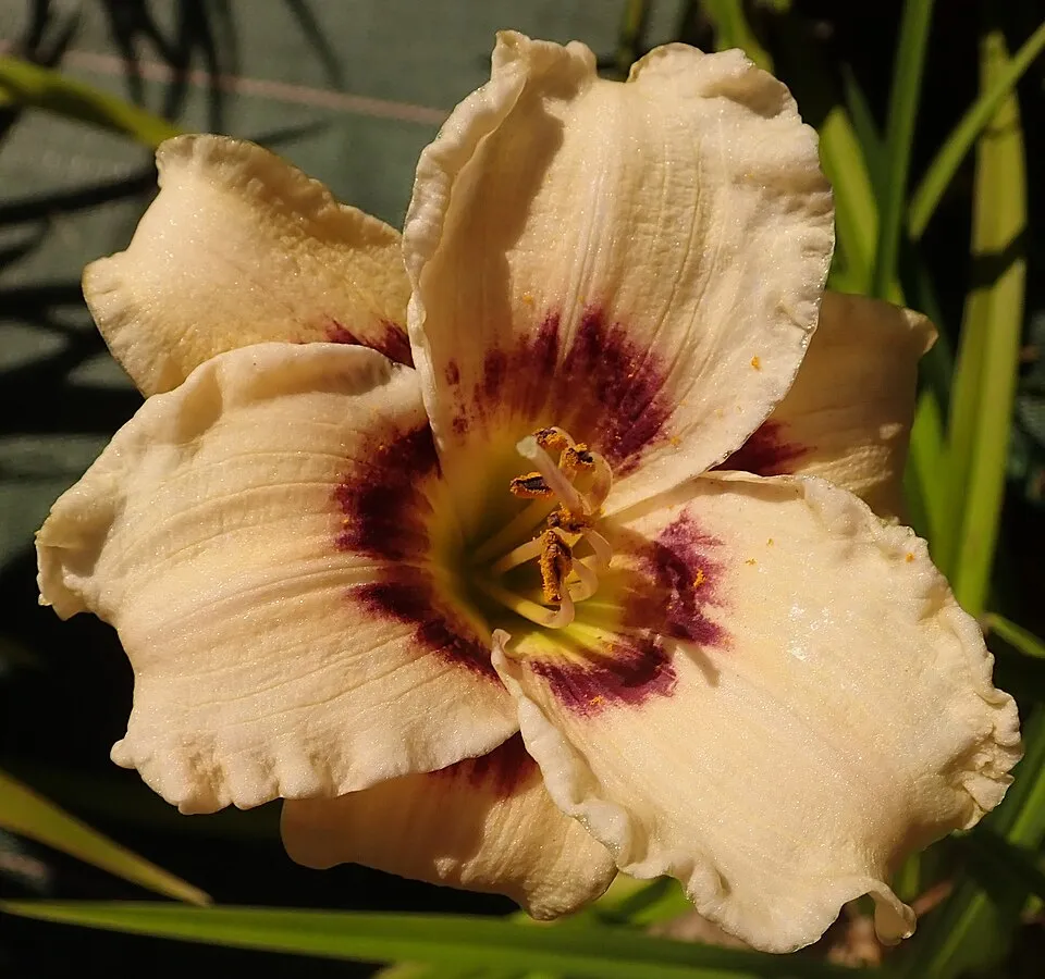 Sásliliom / Hemerocallis 'Snowy Eyes'