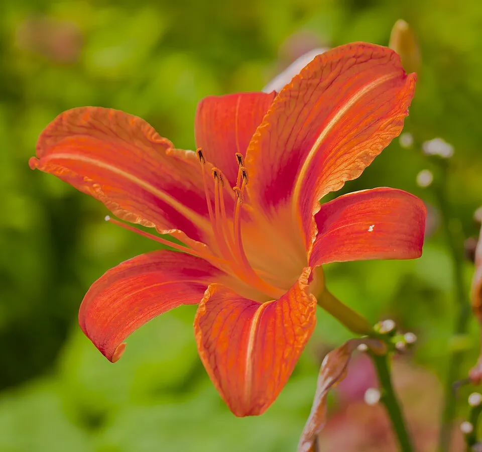 Sásliliom / Hemerocallis 'Spits Beauty'