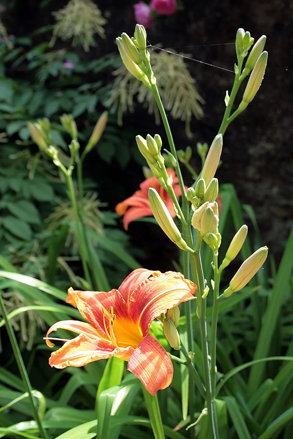 Sásliliom / Hemerocallis 'Spits Beauty'