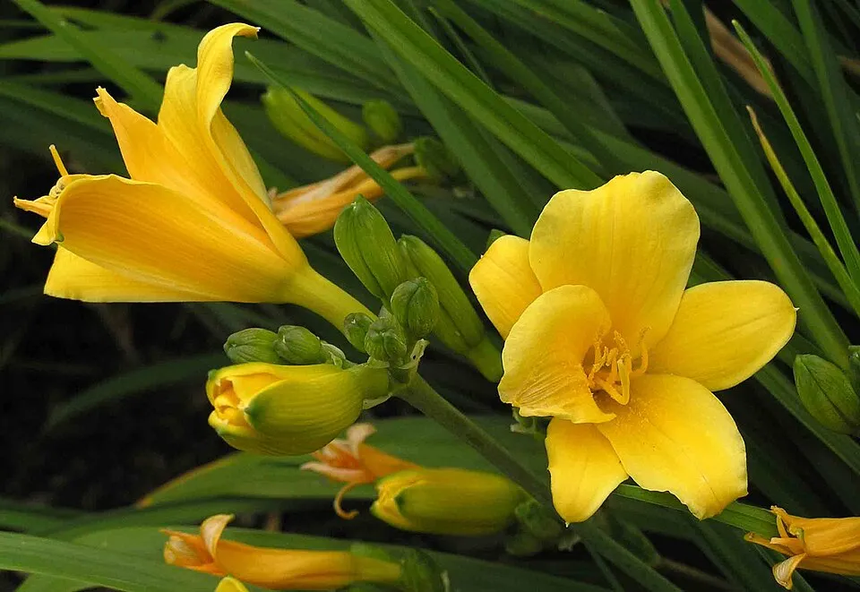 Sásliliom / Hemerocallis 'Stella de Oro'