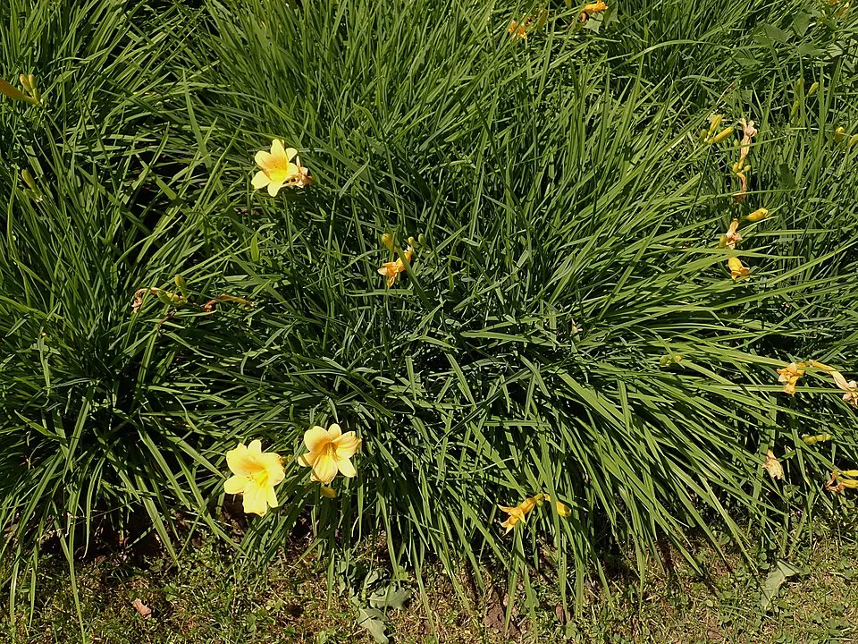 Sásliliom / Hemerocallis 'Stella de Oro'