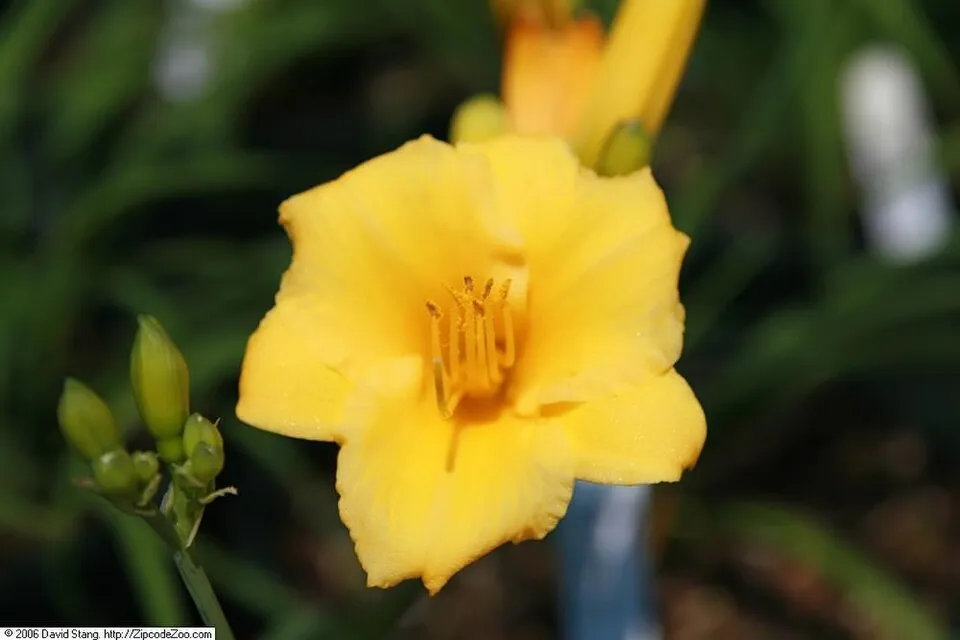Sásliliom / Hemerocallis 'Stella de Oro'