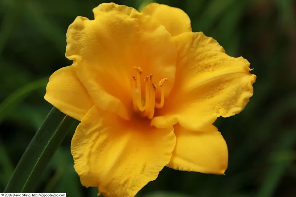 Sásliliom / Hemerocallis 'Stella de Oro'