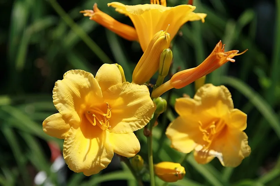 Sásliliom / Hemerocallis 'Stella de Oro'