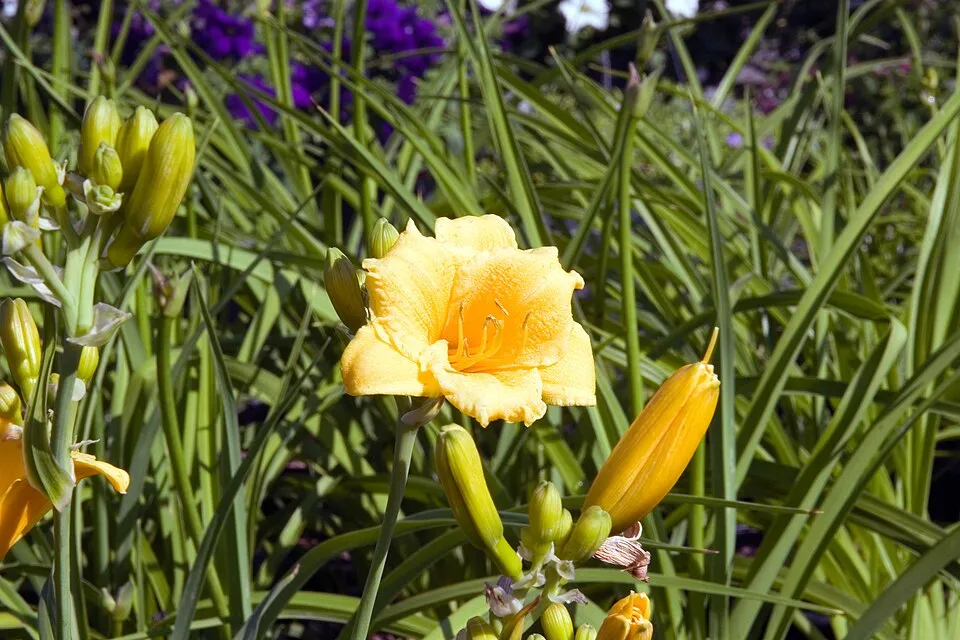 Sásliliom / Hemerocallis 'Stella de Oro'