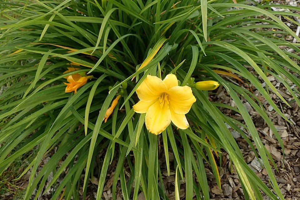 Sásliliom / Hemerocallis 'Stella de Oro'
