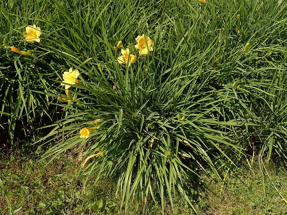Sásliliom / Hemerocallis 'Stella Tangerine'