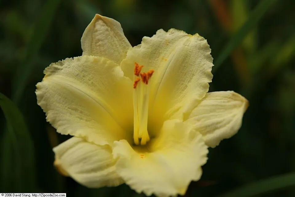 Sásliliom / Hemerocallis 'Stella Tangerine'