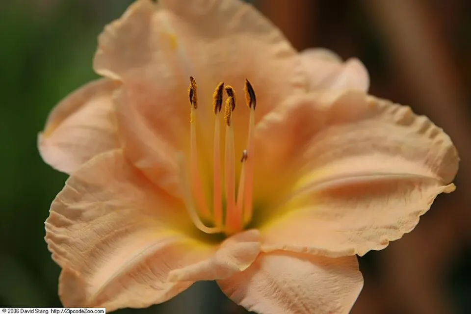 Sásliliom / Hemerocallis 'Stella Tangerine'