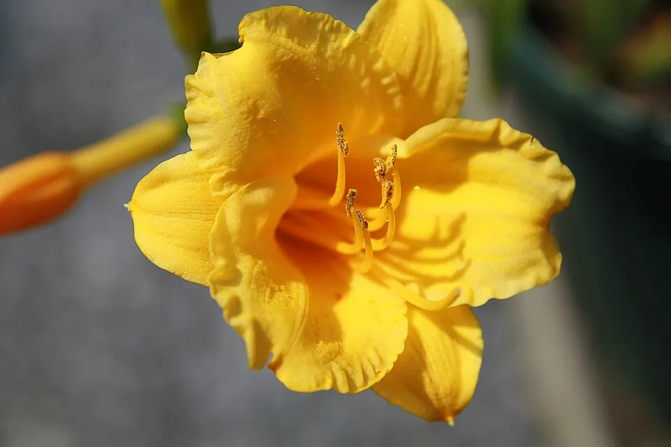 Sásliliom / Hemerocallis 'Stella Tangerine'