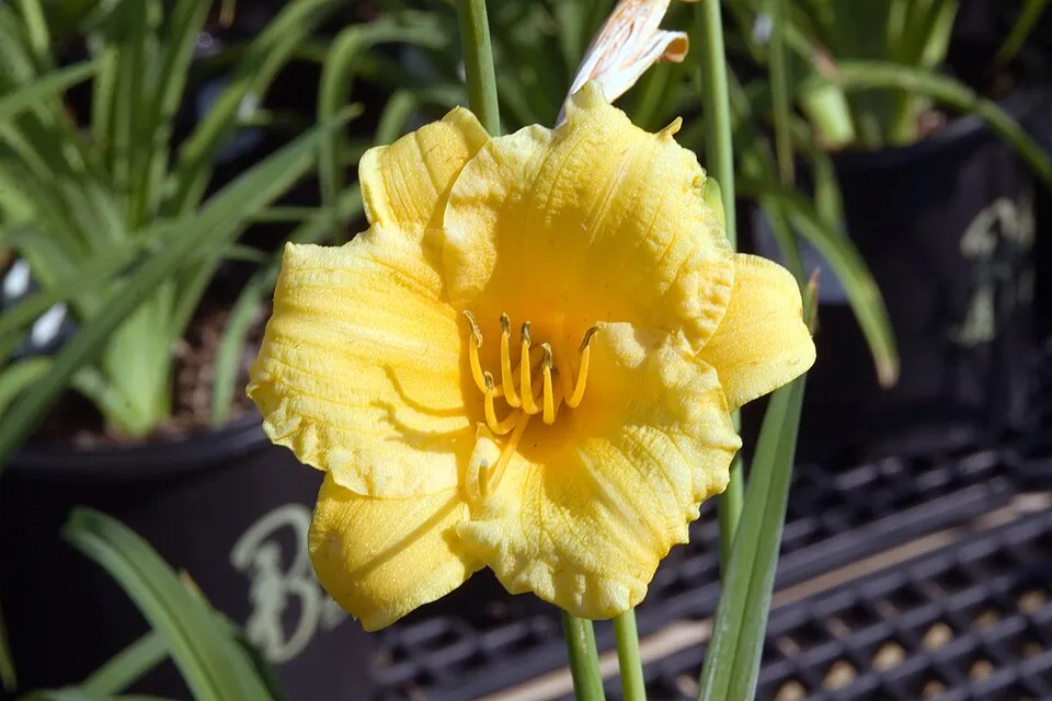Sásliliom / Hemerocallis 'Stella Tangerine'