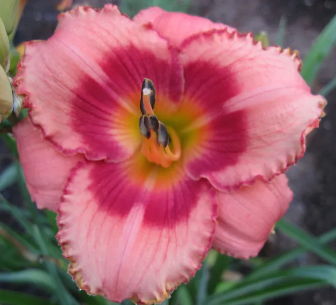 Sásliliom / Hemerocallis 'Strawberry  Candy'