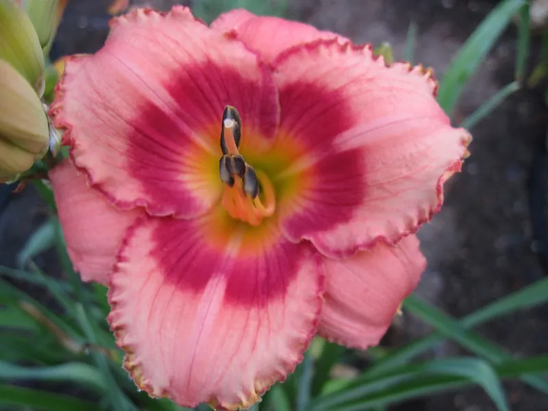 Sásliliom / Hemerocallis 'Strawberry  Candy'