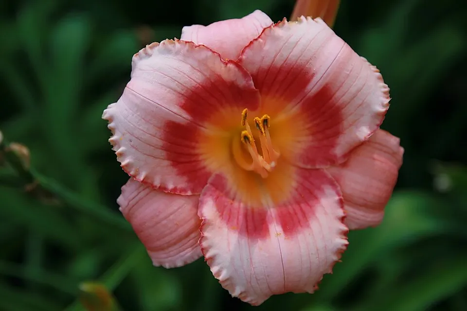Sásliliom / Hemerocallis 'Strawberry  Candy'