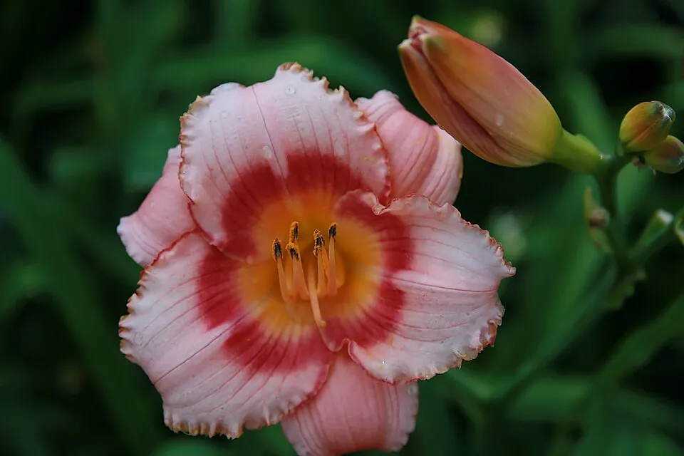 Sásliliom / Hemerocallis 'Strawberry  Candy'