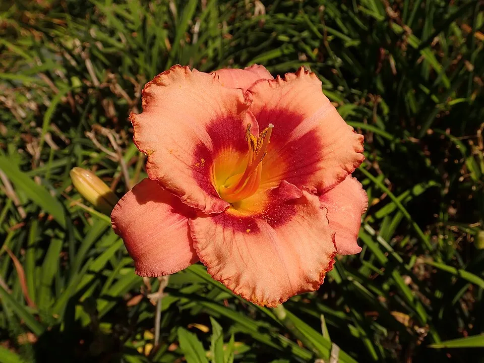 Sásliliom / Hemerocallis 'Strawberry  Candy'