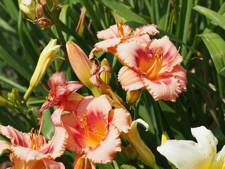 Sásliliom / Hemerocallis 'Strawberry  Candy'