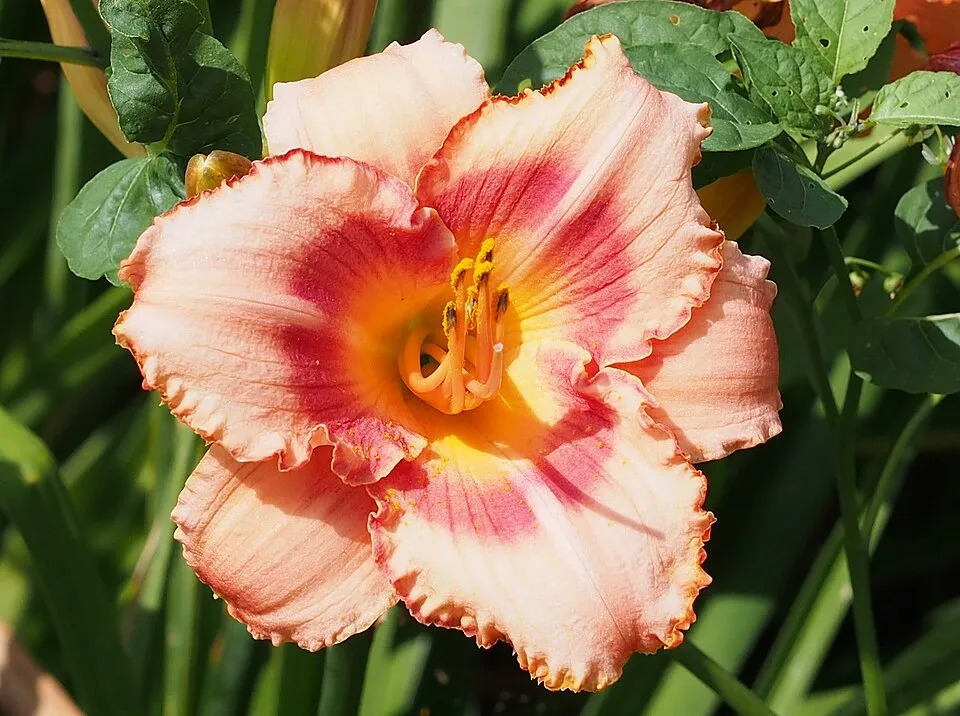 Sásliliom / Hemerocallis 'Strawberry  Candy'