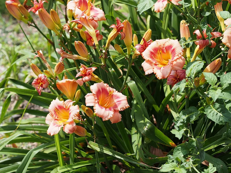 Sásliliom / Hemerocallis 'Strawberry  Candy'