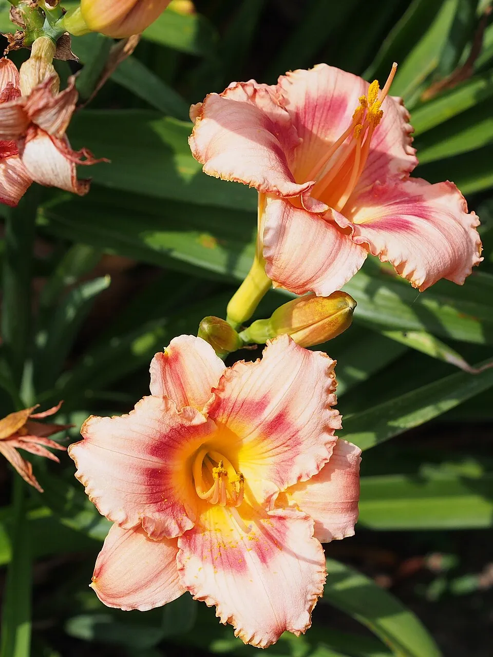 Sásliliom / Hemerocallis 'Strawberry  Candy'