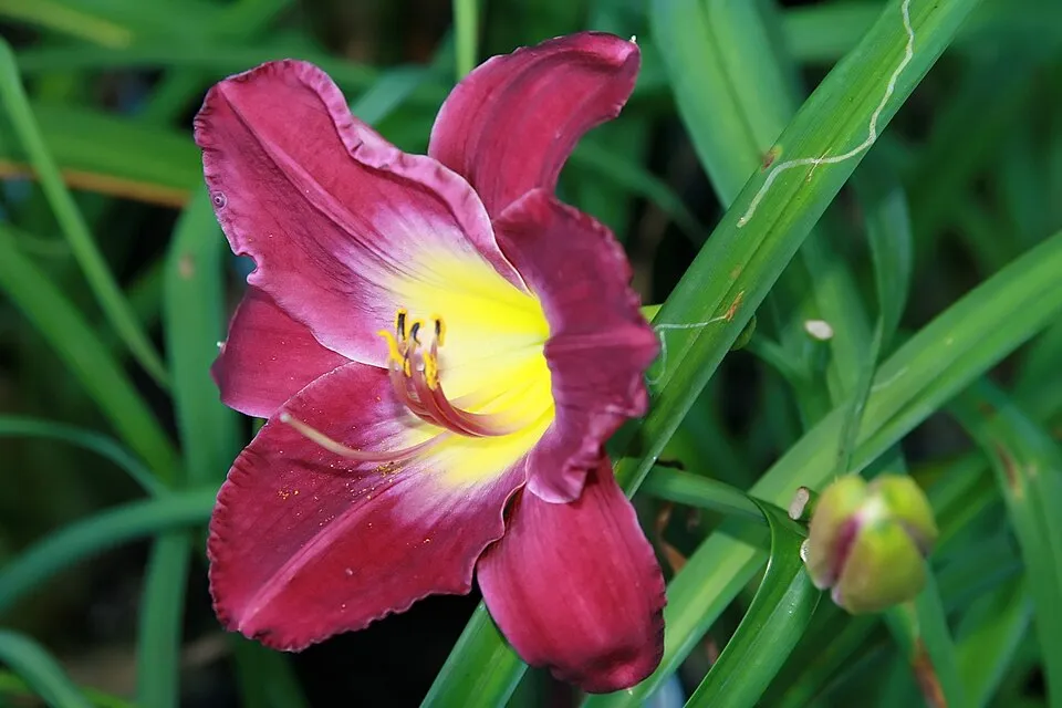 Sásliliom / Hemerocallis 'Strutter's Ball'