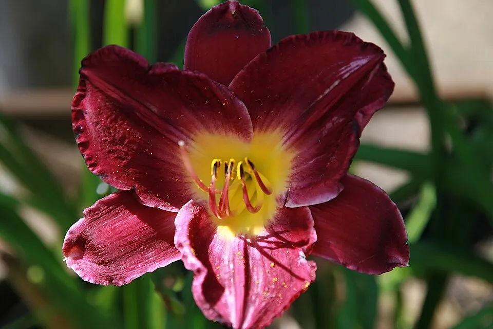 Sásliliom / Hemerocallis 'Strutter's Ball'
