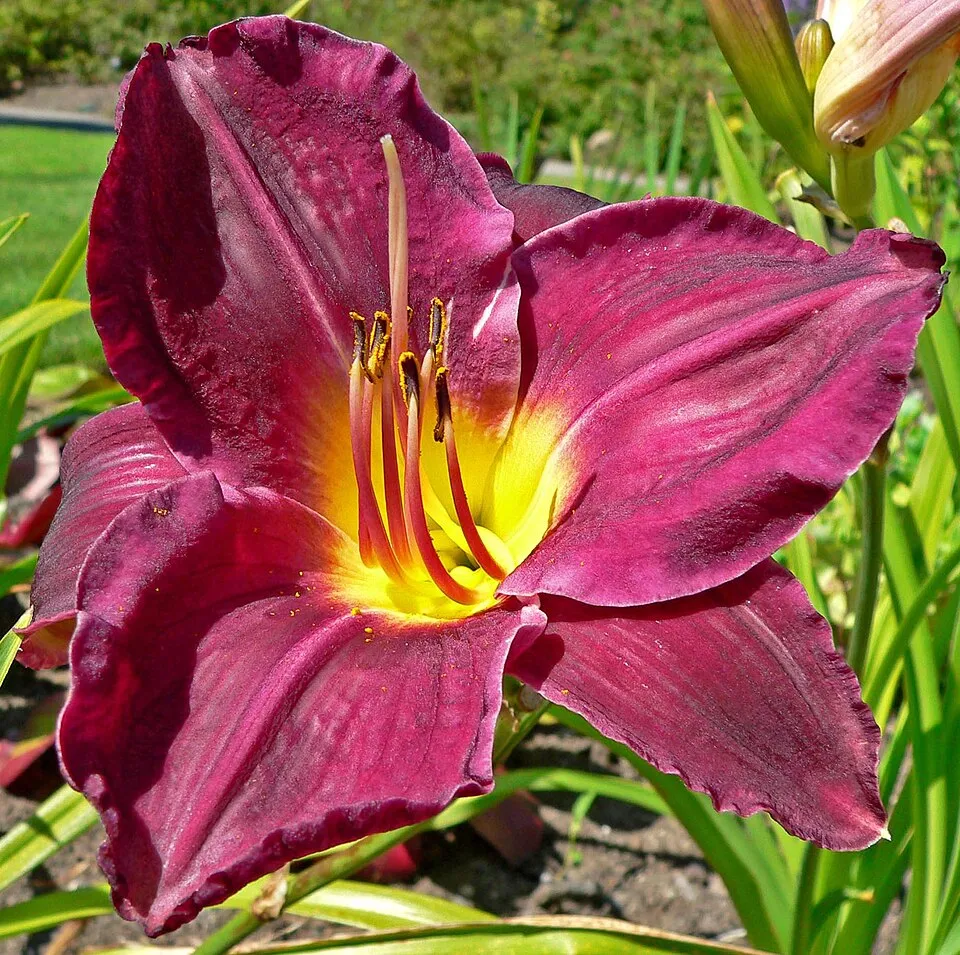 Sásliliom / Hemerocallis 'Strutter's Ball'