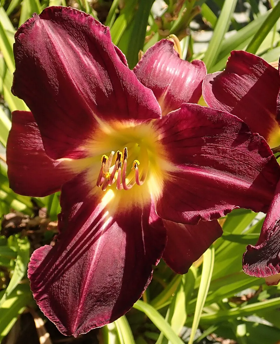 Sásliliom / Hemerocallis 'Violet Hour'
