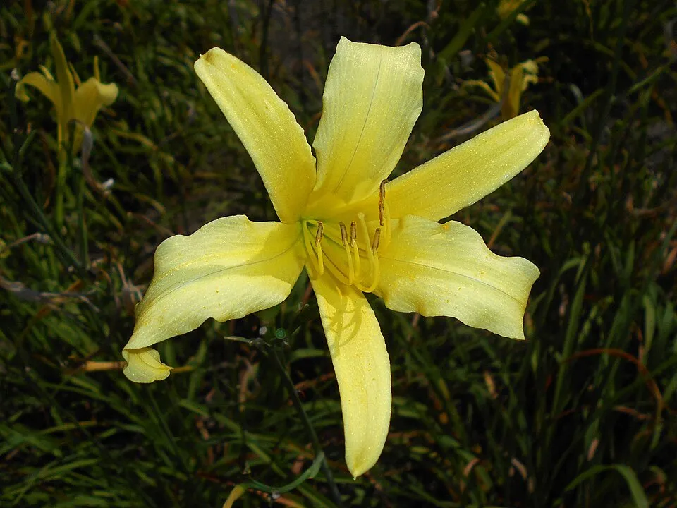 Citromsárga sásliliom / Hemerocallis citrina